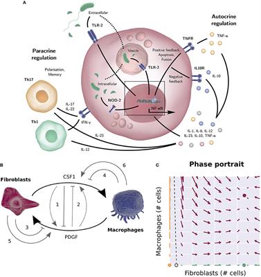 Combining Mathematical Models With Experimentation to Drive Novel Mechanistic Insights Into Macrophage Function